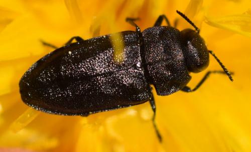 Réf. 271 542 : Anthaxia sp.